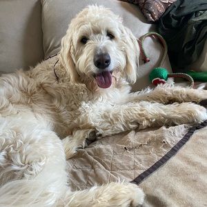 Meet your Posher, Jeb